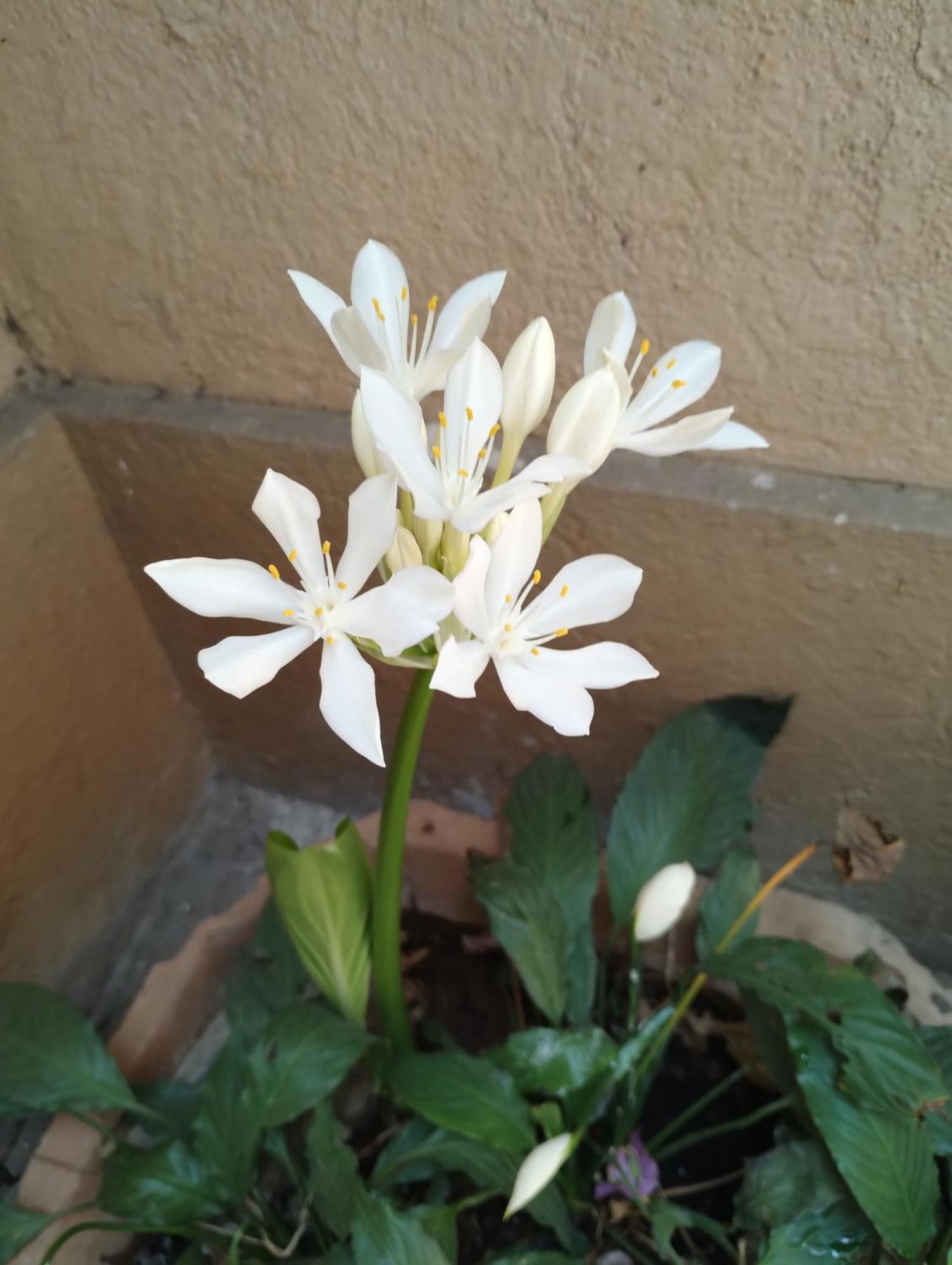 Madhav Bhavan Guest House Pune Esterno foto